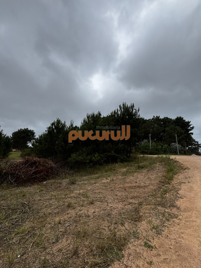 Chihuahua - GoPunta - Portal Inmobiliario de Punta del Este - Maldonado