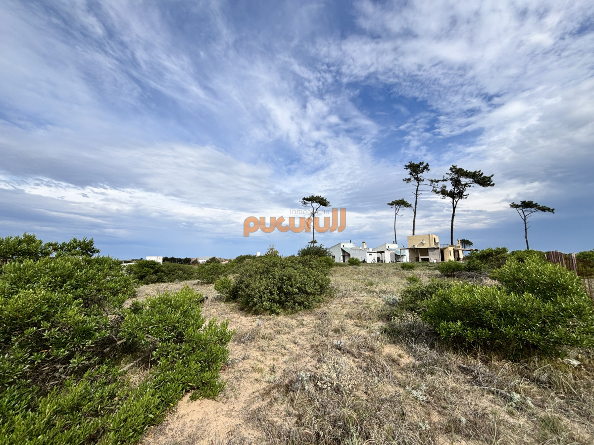 Chihuahua - GoPunta - Portal Inmobiliario de Punta del Este - Maldonado