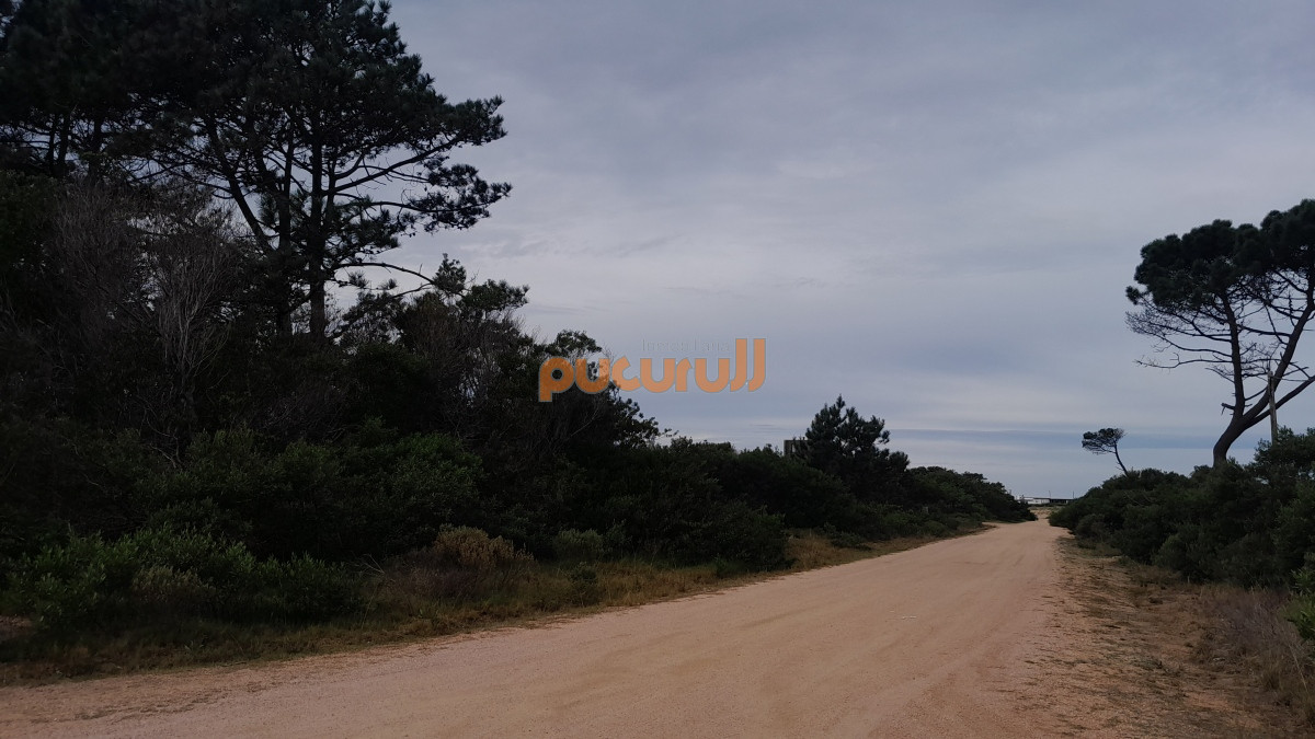 Chihuahua - GoPunta - Portal Inmobiliario de Punta del Este - Maldonado
