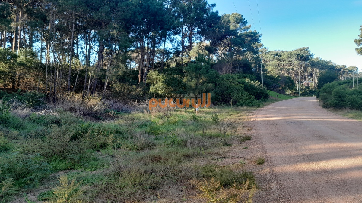 Chihuahua - GoPunta - Portal Inmobiliario de Punta del Este - Maldonado