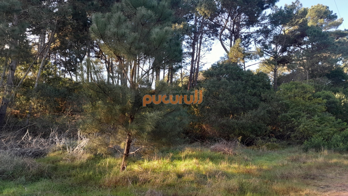 Chihuahua - GoPunta - Portal Inmobiliario de Punta del Este - Maldonado