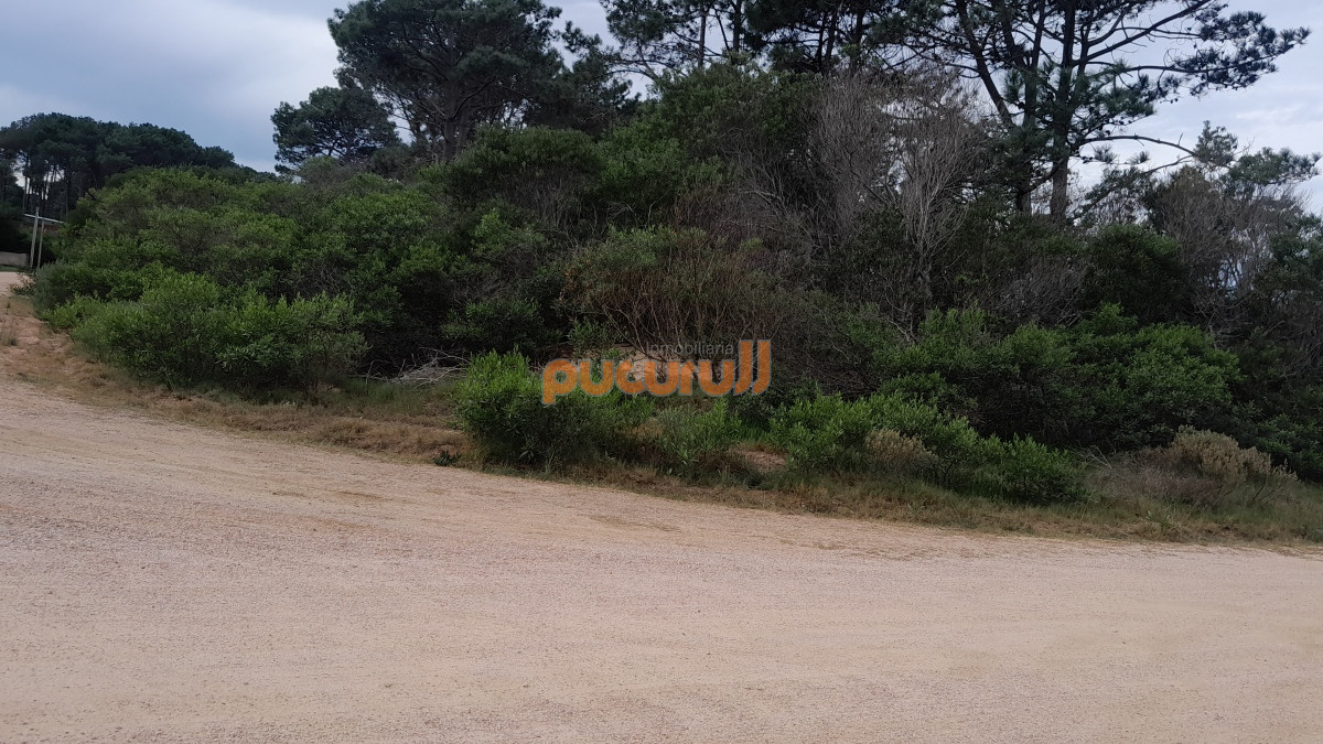 Chihuahua - GoPunta - Portal Inmobiliario de Punta del Este - Maldonado