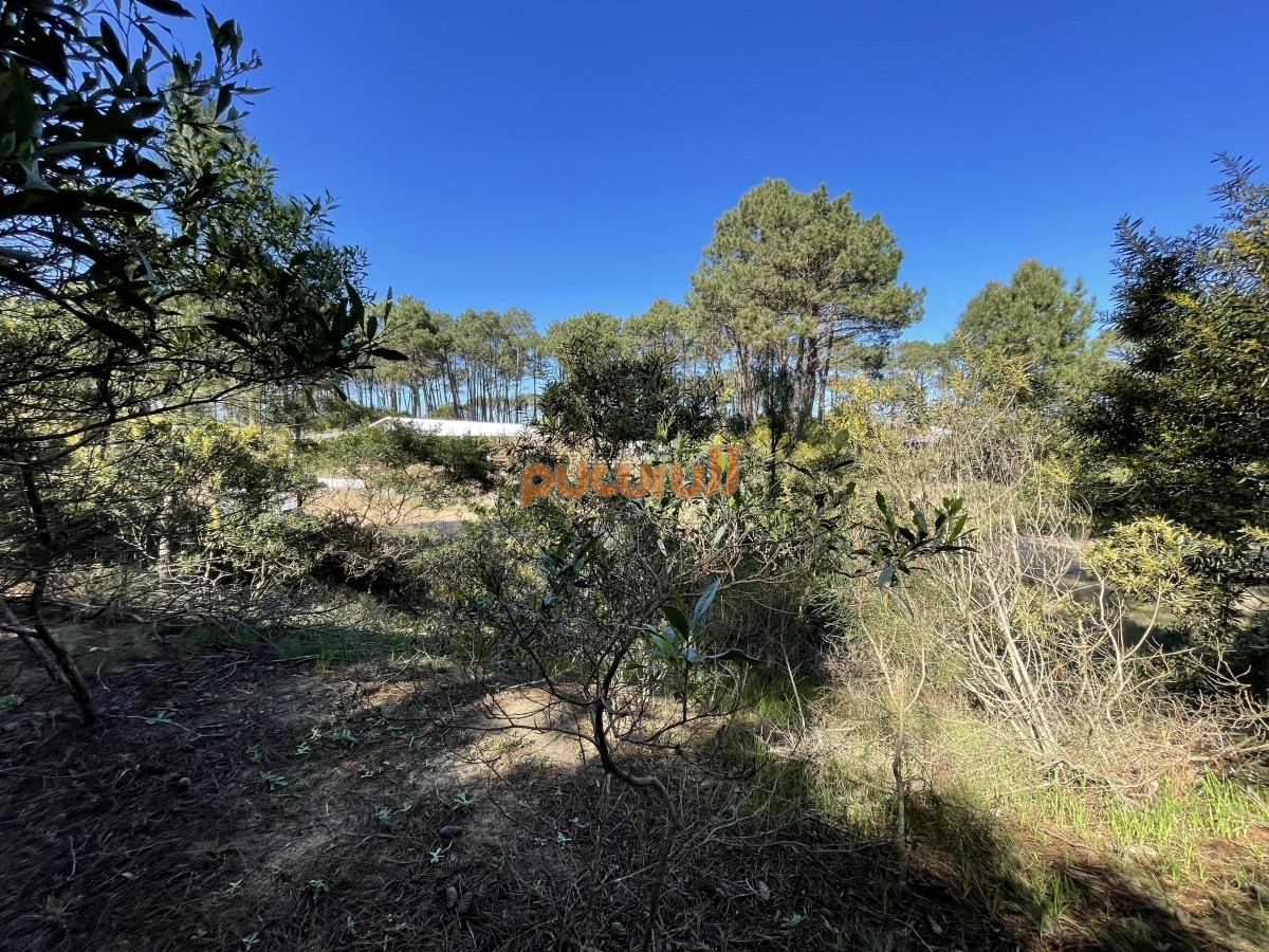 Chihuahua - GoPunta - Portal Inmobiliario de Punta del Este - Maldonado