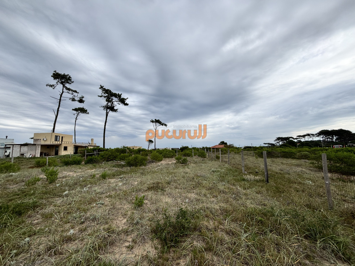 Chihuahua - GoPunta - Portal Inmobiliario de Punta del Este - Maldonado