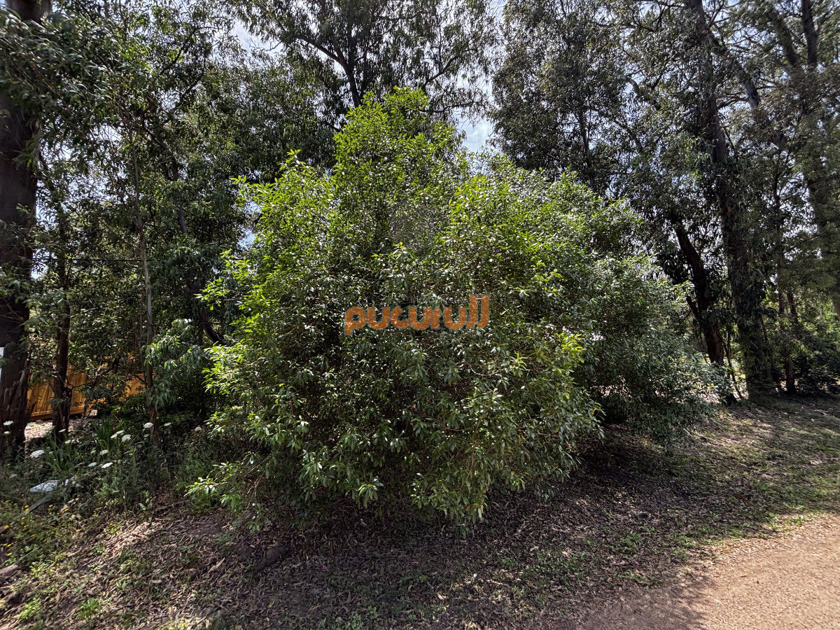 Sauce de Portezuelo - GoPunta - Portal Inmobiliario de Punta del Este - Maldonado