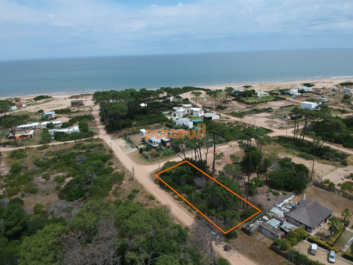 Chihuahua - GoPunta - Portal Inmobiliario de Punta del Este - Maldonado