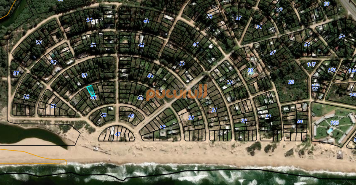 Chihuahua - GoPunta - Portal Inmobiliario de Punta del Este - Maldonado