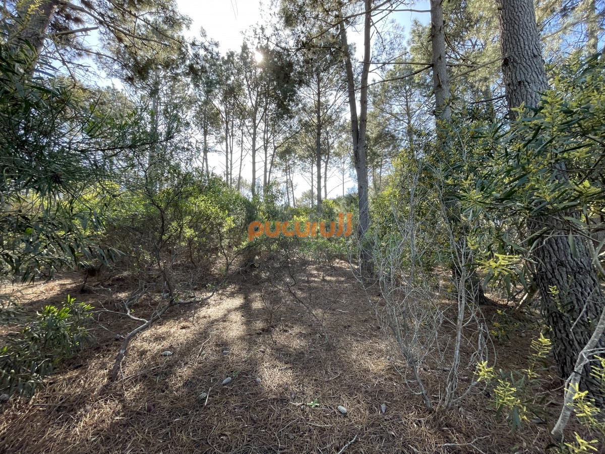 Chihuahua - GoPunta - Portal Inmobiliario de Punta del Este - Maldonado