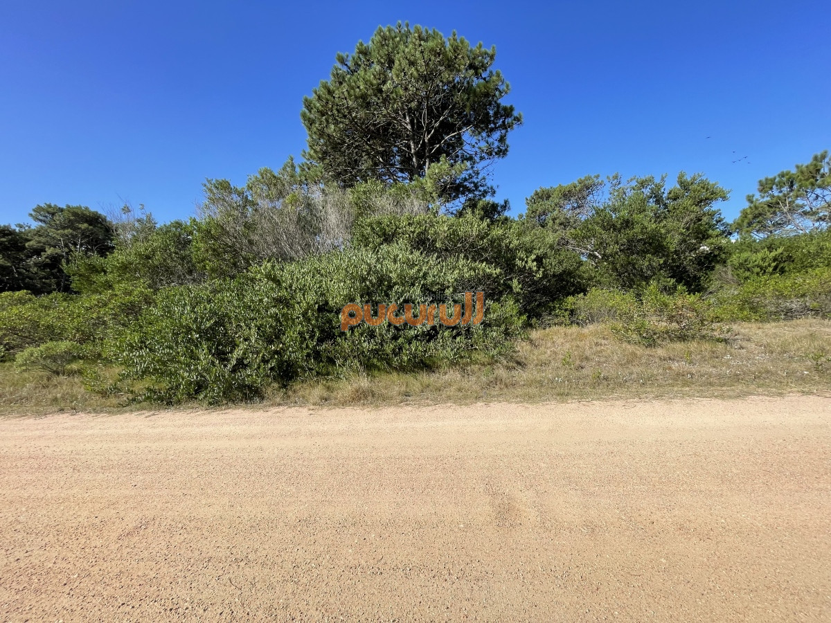 Chihuahua - GoPunta - Portal Inmobiliario de Punta del Este - Maldonado
