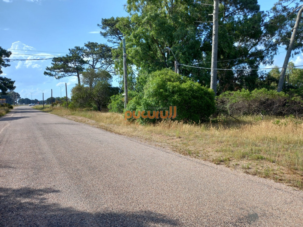 Tio Tom - GoPunta - Portal Inmobiliario de Punta del Este - Maldonado