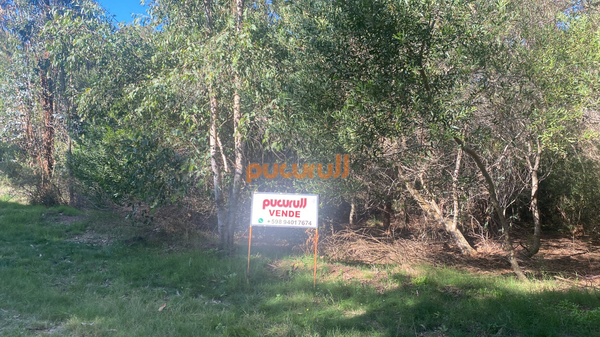 Sauce de Portezuelo - GoPunta - Portal Inmobiliario de Punta del Este - Maldonado