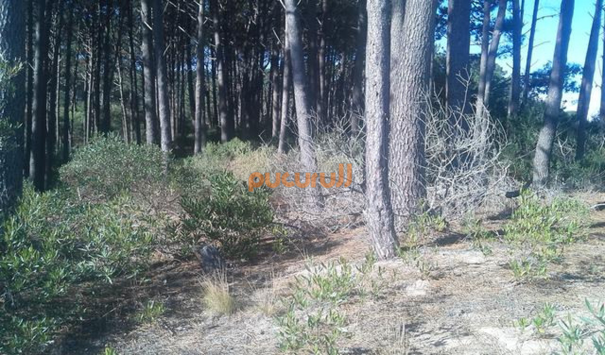 Terreno ID.2596 - Padron 835