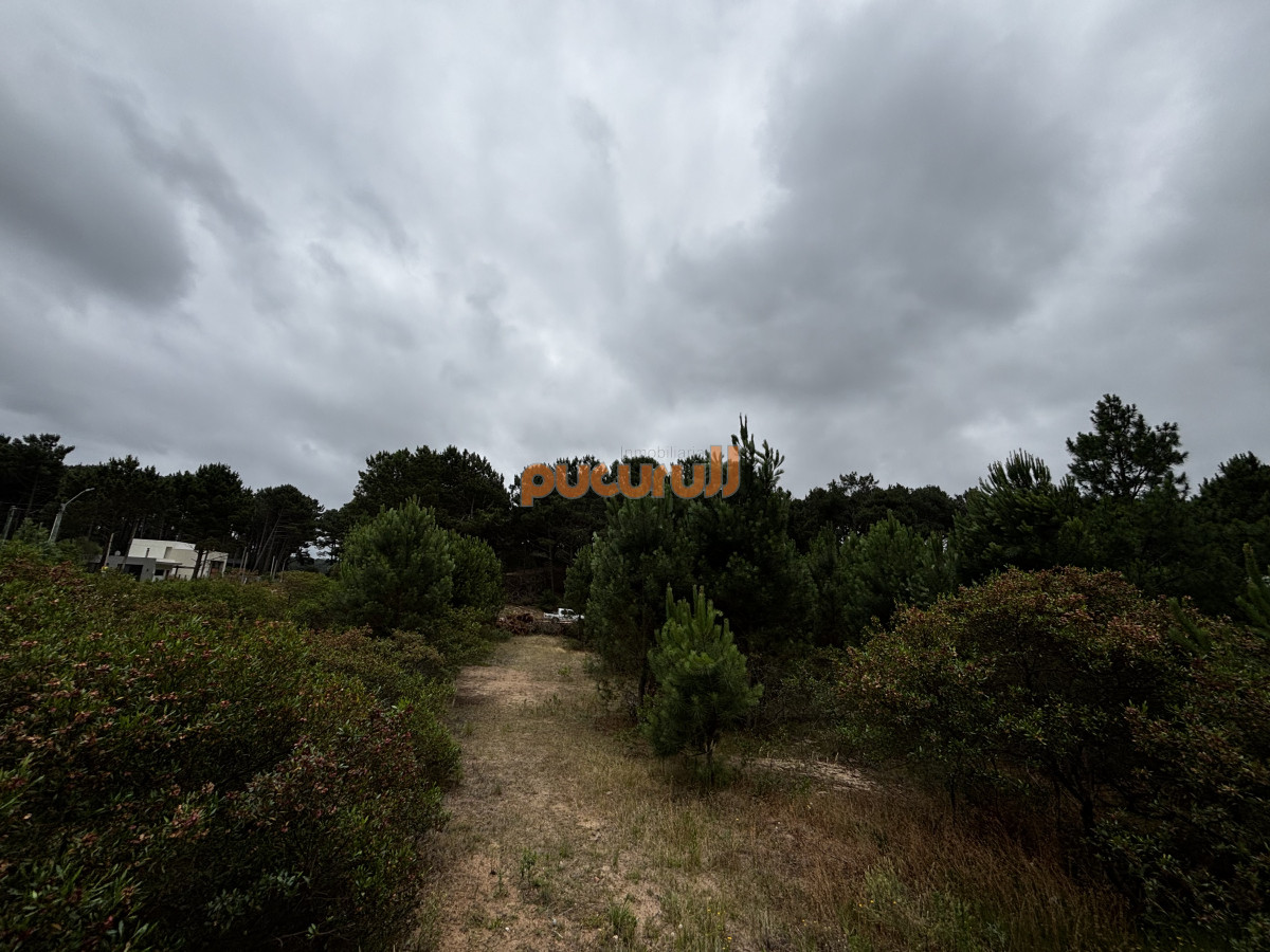 Chihuahua - GoPunta - Portal Inmobiliario de Punta del Este - Maldonado