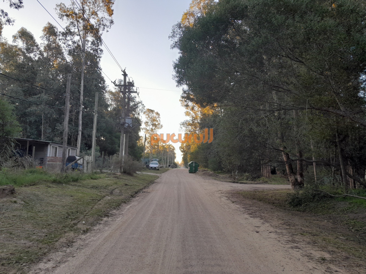 Sauce de Portezuelo - GoPunta - Portal Inmobiliario de Punta del Este - Maldonado