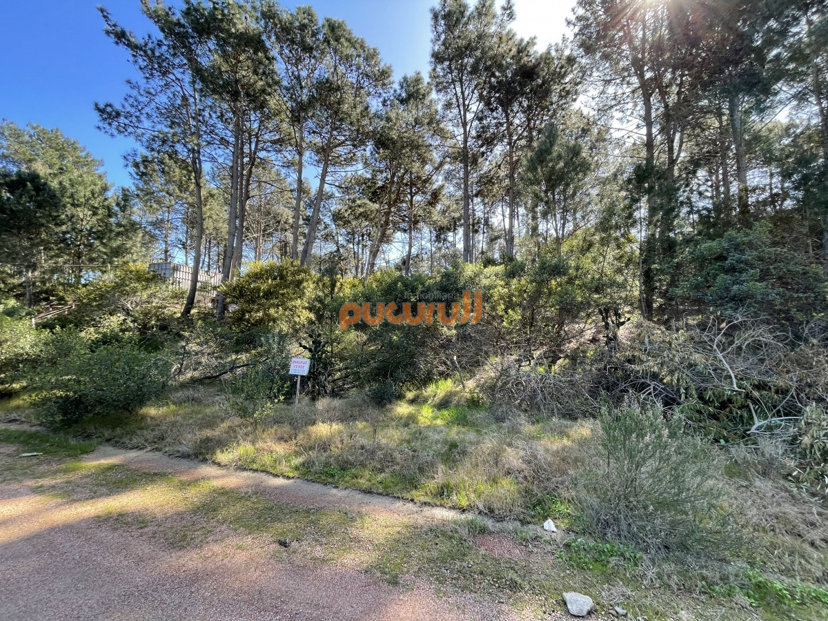 Chihuahua - GoPunta - Portal Inmobiliario de Punta del Este - Maldonado