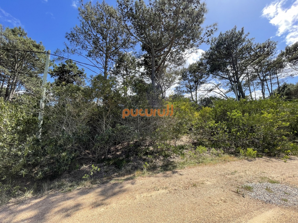 Chihuahua - GoPunta - Portal Inmobiliario de Punta del Este - Maldonado