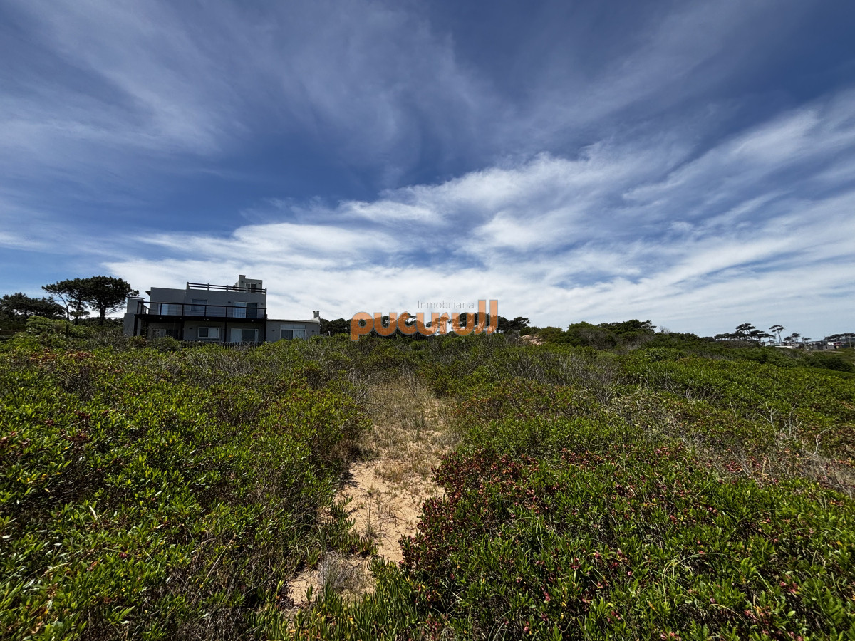 Chihuahua - GoPunta - Portal Inmobiliario de Punta del Este - Maldonado