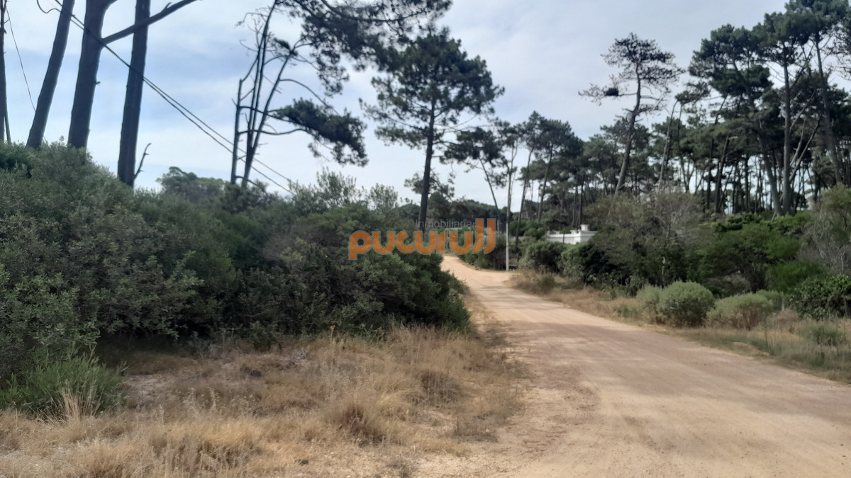 Chihuahua - GoPunta - Portal Inmobiliario de Punta del Este - Maldonado