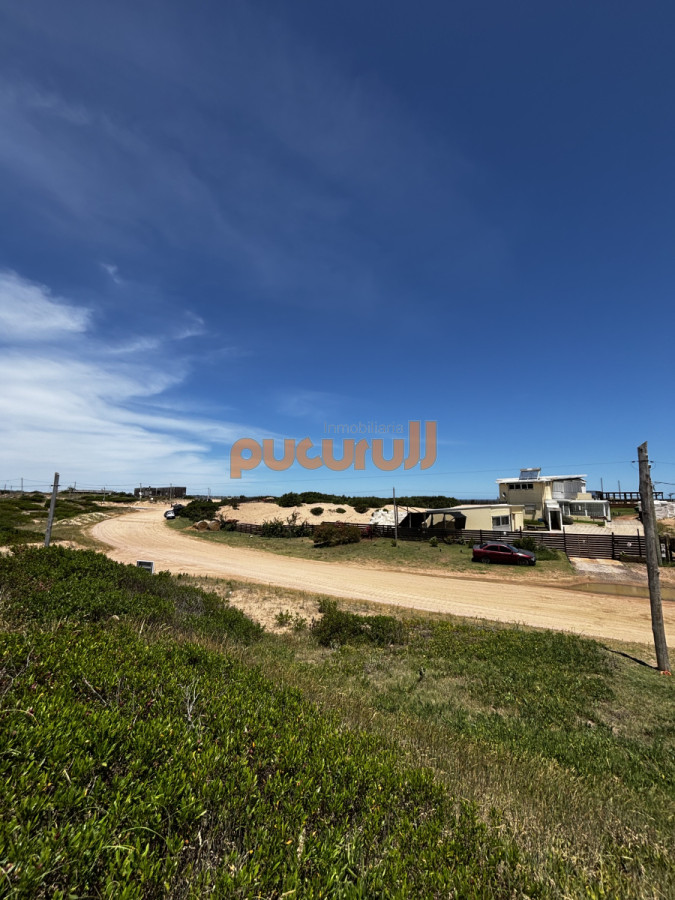 Chihuahua - GoPunta - Portal Inmobiliario de Punta del Este - Maldonado