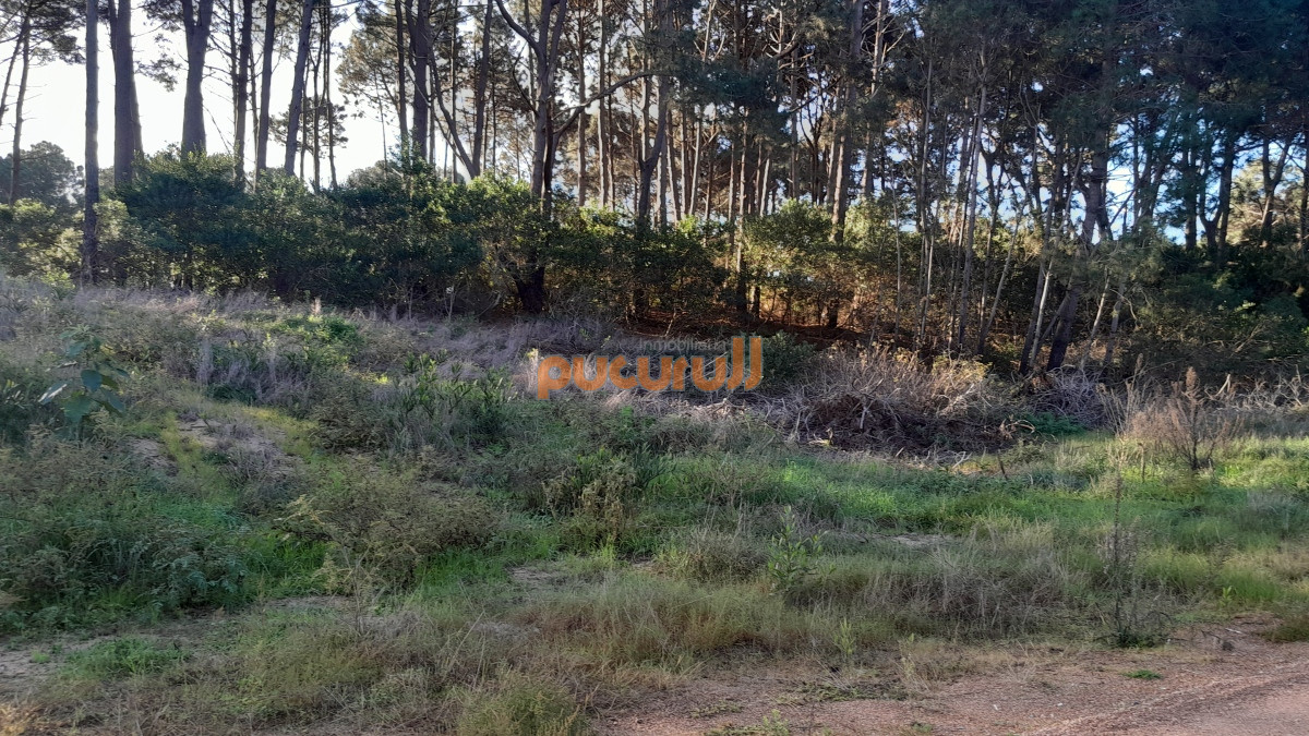 Chihuahua - GoPunta - Portal Inmobiliario de Punta del Este - Maldonado
