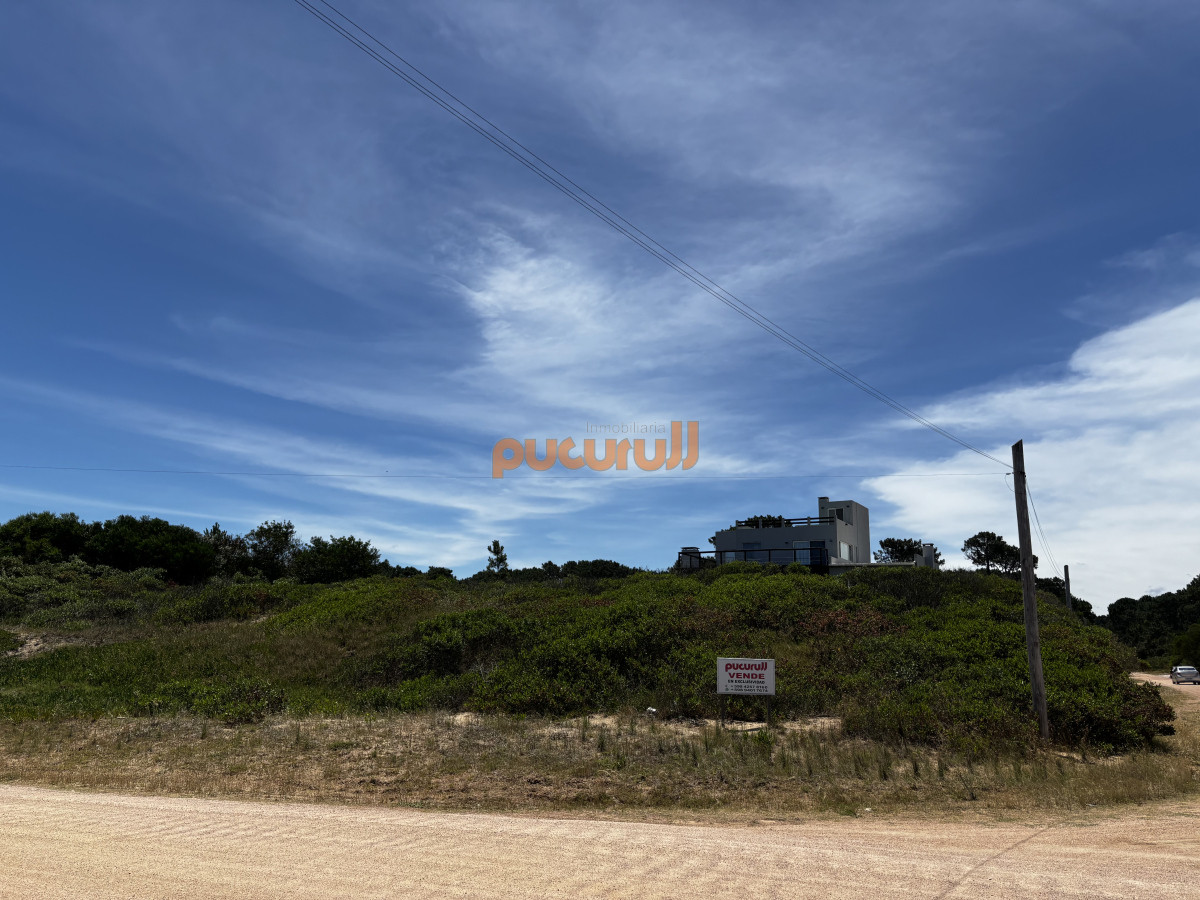 Chihuahua - GoPunta - Portal Inmobiliario de Punta del Este - Maldonado