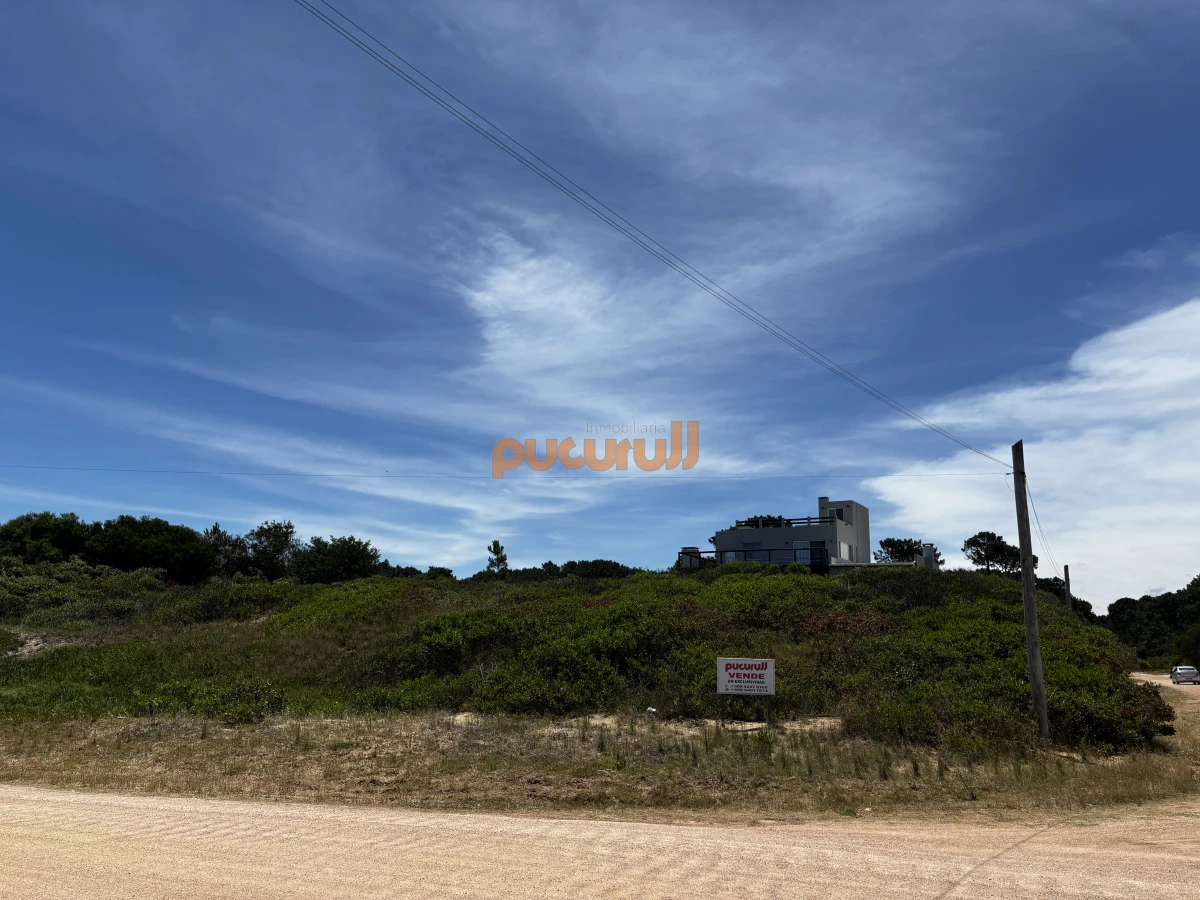 Chihuahua - GoPunta - Portal Inmobiliario de Punta del Este - Maldonado