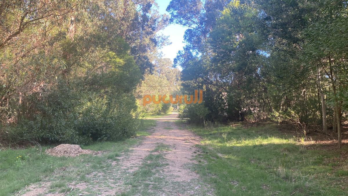 Sauce de Portezuelo - GoPunta - Portal Inmobiliario de Punta del Este - Maldonado