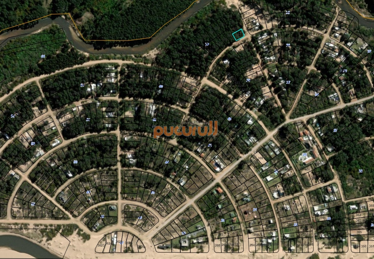 Chihuahua - GoPunta - Portal Inmobiliario de Punta del Este - Maldonado