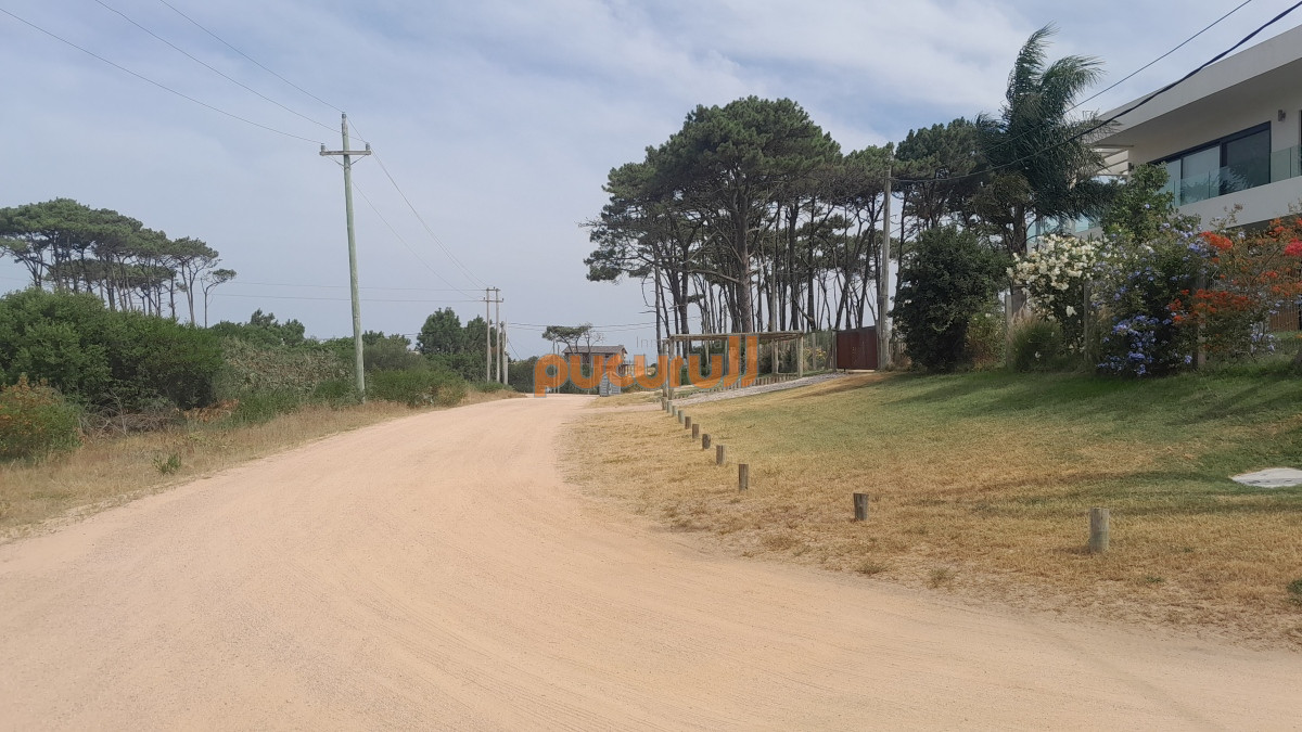 Chihuahua - GoPunta - Portal Inmobiliario de Punta del Este - Maldonado