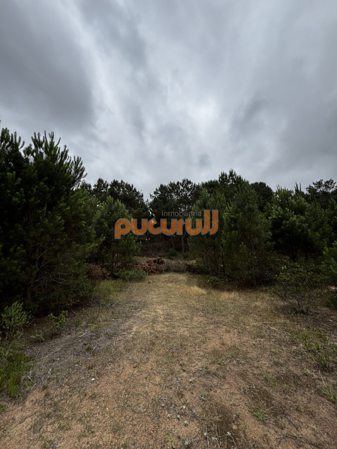Chihuahua - GoPunta - Portal Inmobiliario de Punta del Este - Maldonado
