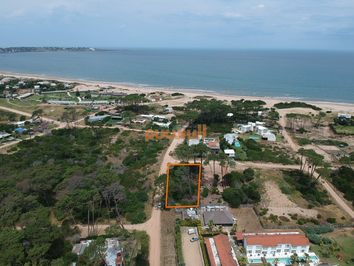 Chihuahua - GoPunta - Portal Inmobiliario de Punta del Este - Maldonado