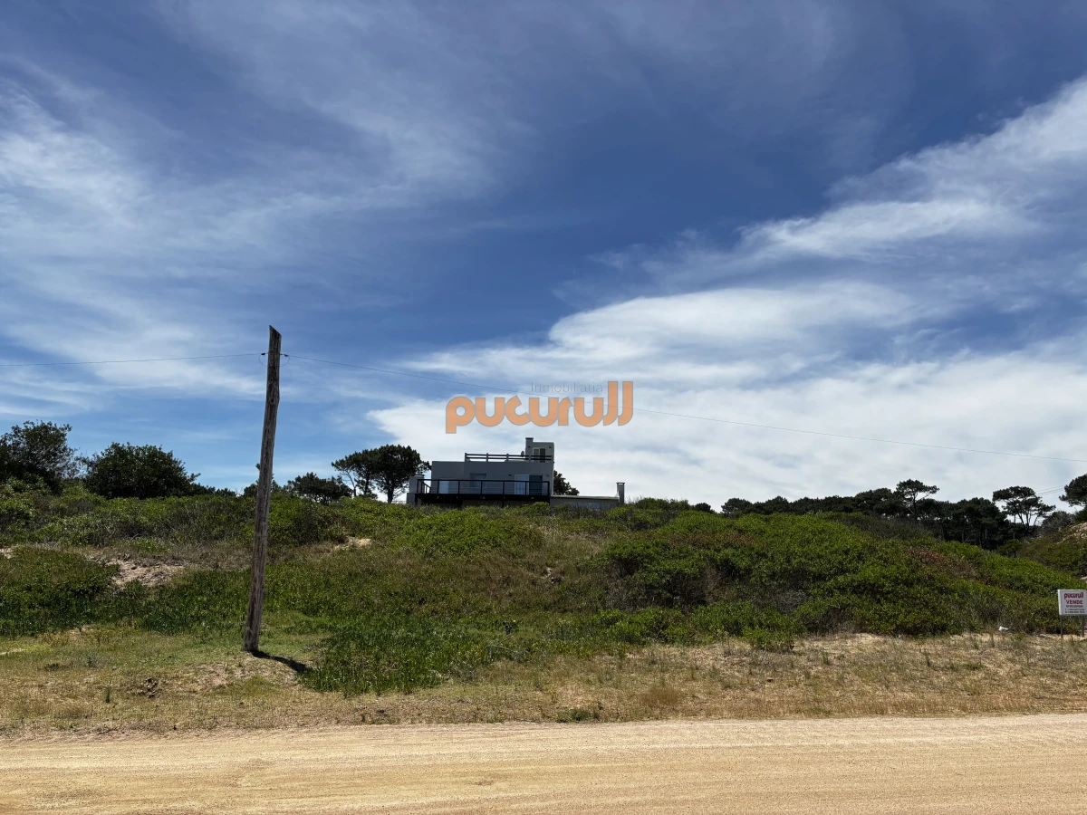 Chihuahua - GoPunta - Portal Inmobiliario de Punta del Este - Maldonado