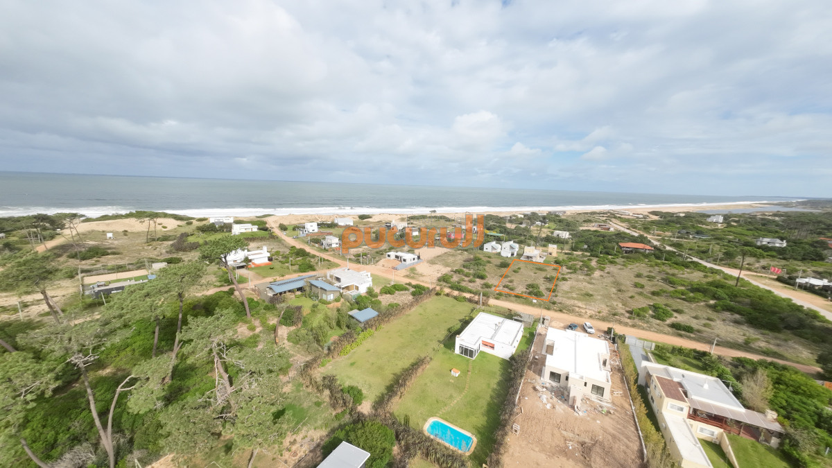 Chihuahua - GoPunta - Portal Inmobiliario de Punta del Este - Maldonado