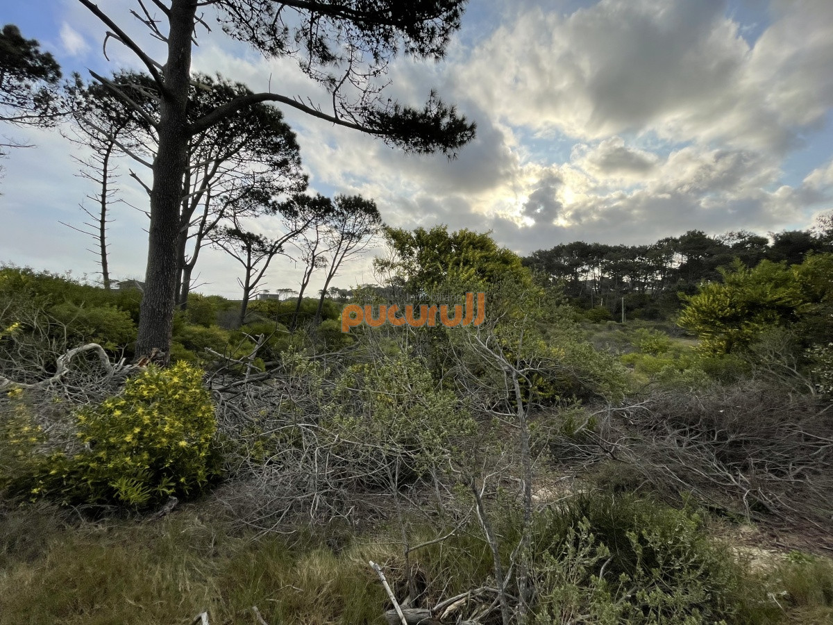 Terreno ID.742 - Chihuahua
