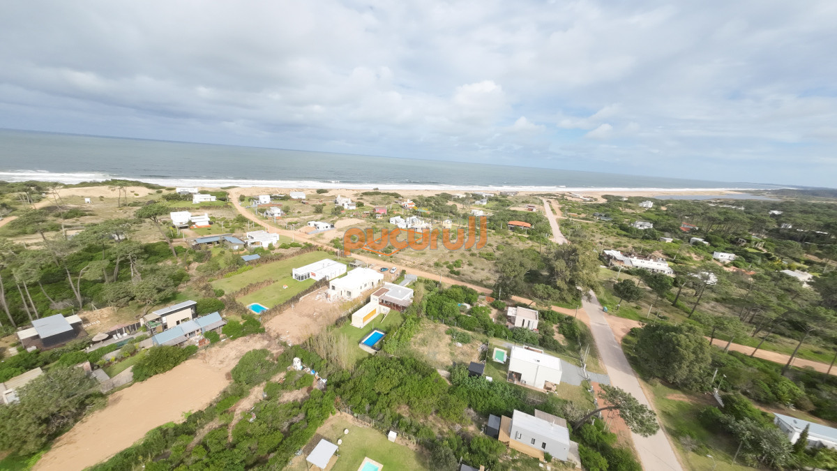 Chihuahua - GoPunta - Portal Inmobiliario de Punta del Este - Maldonado