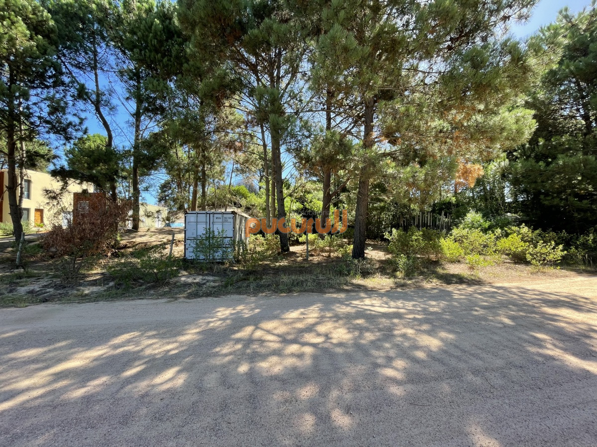 Chihuahua - GoPunta - Portal Inmobiliario de Punta del Este - Maldonado