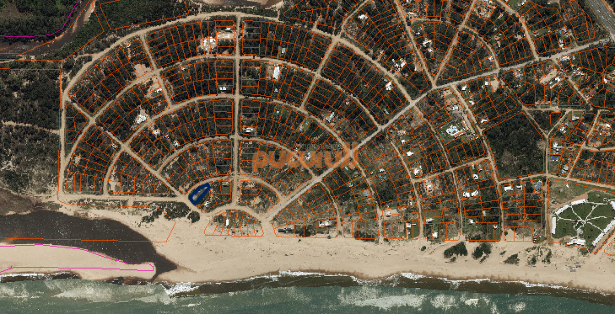 Chihuahua - GoPunta - Portal Inmobiliario de Punta del Este - Maldonado