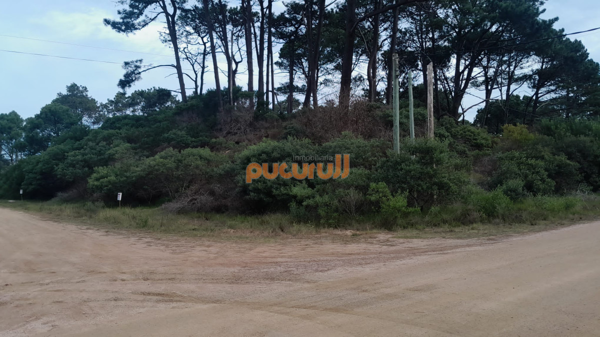 Chihuahua - GoPunta - Portal Inmobiliario de Punta del Este - Maldonado