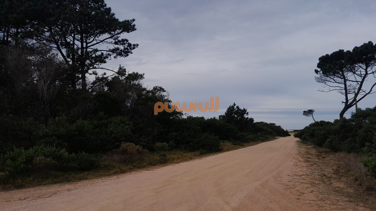 Chihuahua - GoPunta - Portal Inmobiliario de Punta del Este - Maldonado
