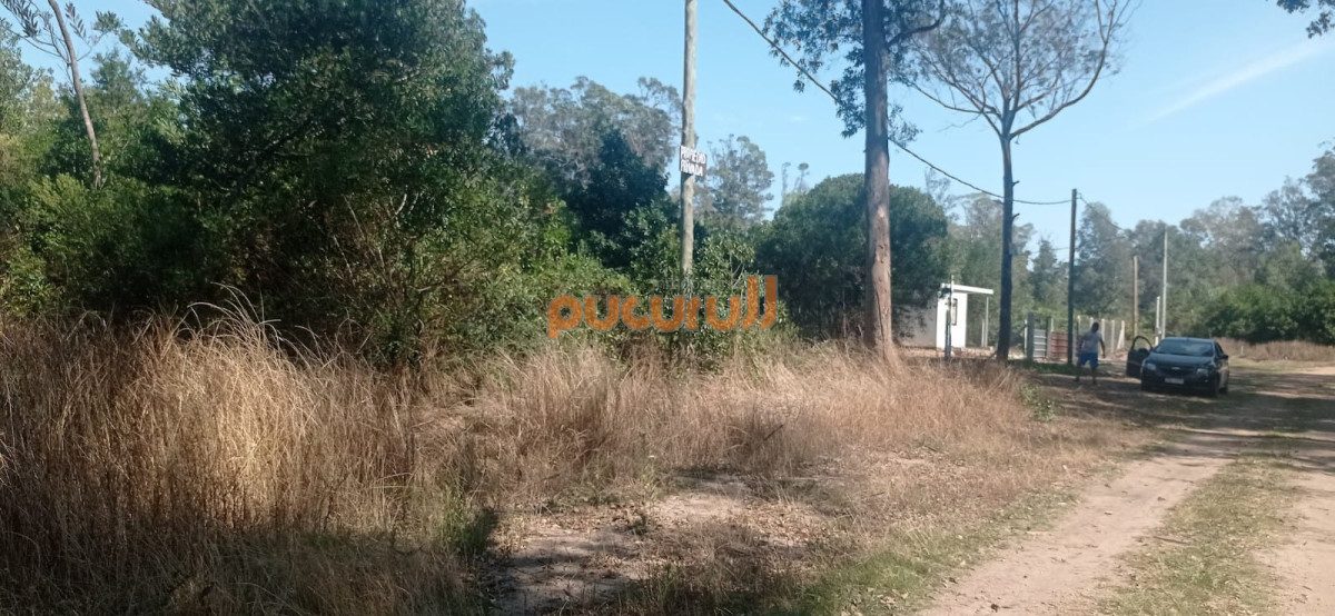 Sauce de Portezuelo - GoPunta - Portal Inmobiliario de Punta del Este - Maldonado