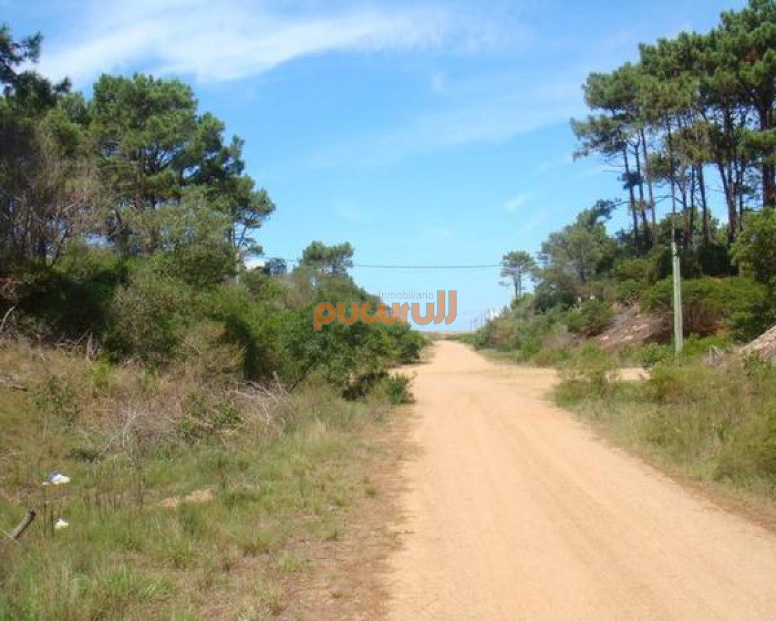 Chihuahua - GoPunta - Portal Inmobiliario de Punta del Este - Maldonado