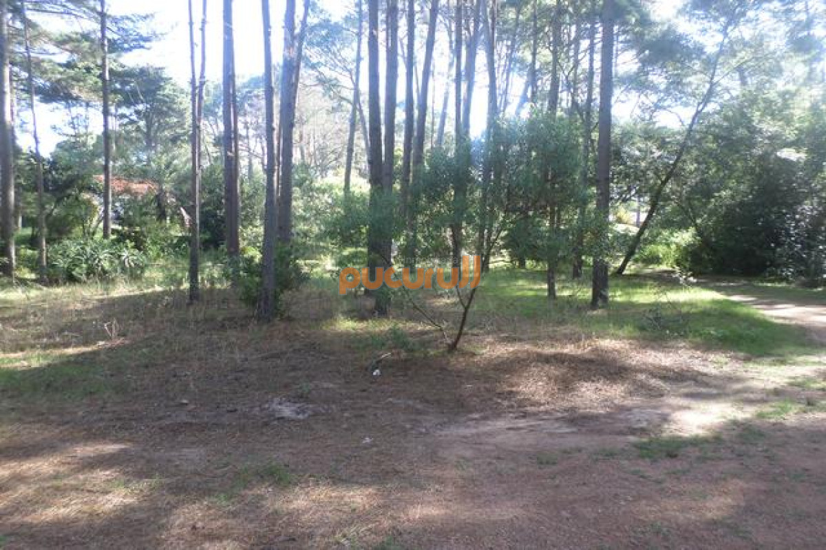 Portezuelo Bosque - GoPunta - Portal Inmobiliario de Punta del Este - Maldonado