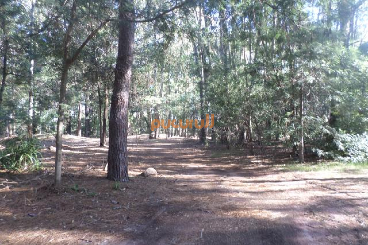 Portezuelo Bosque - GoPunta - Portal Inmobiliario de Punta del Este - Maldonado