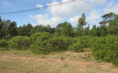 Terreno en Punta Ballena, Tio Tom