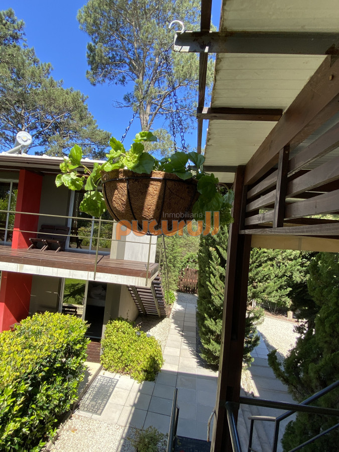 Chihuahua - GoPunta - Portal Inmobiliario de Punta del Este - Maldonado