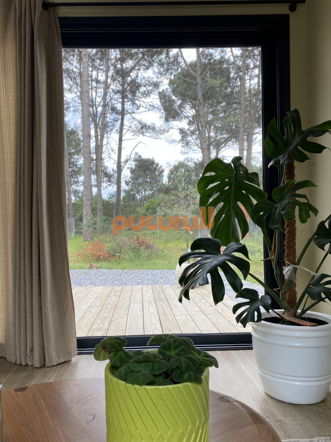 Chihuahua - GoPunta - Portal Inmobiliario de Punta del Este - Maldonado