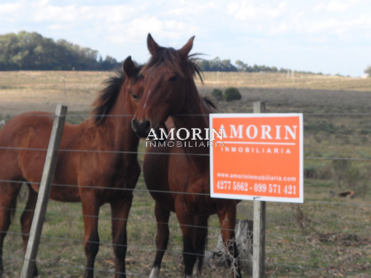 Campo Ref.599 - Campo en Jose Ignacio, 