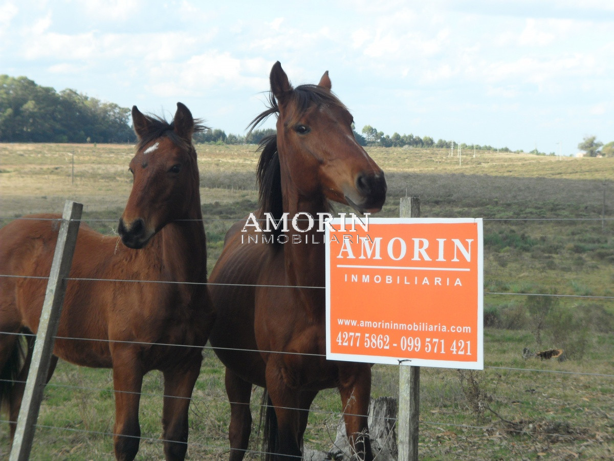 Campo Ref.599 - Campo en Jose Ignacio, 