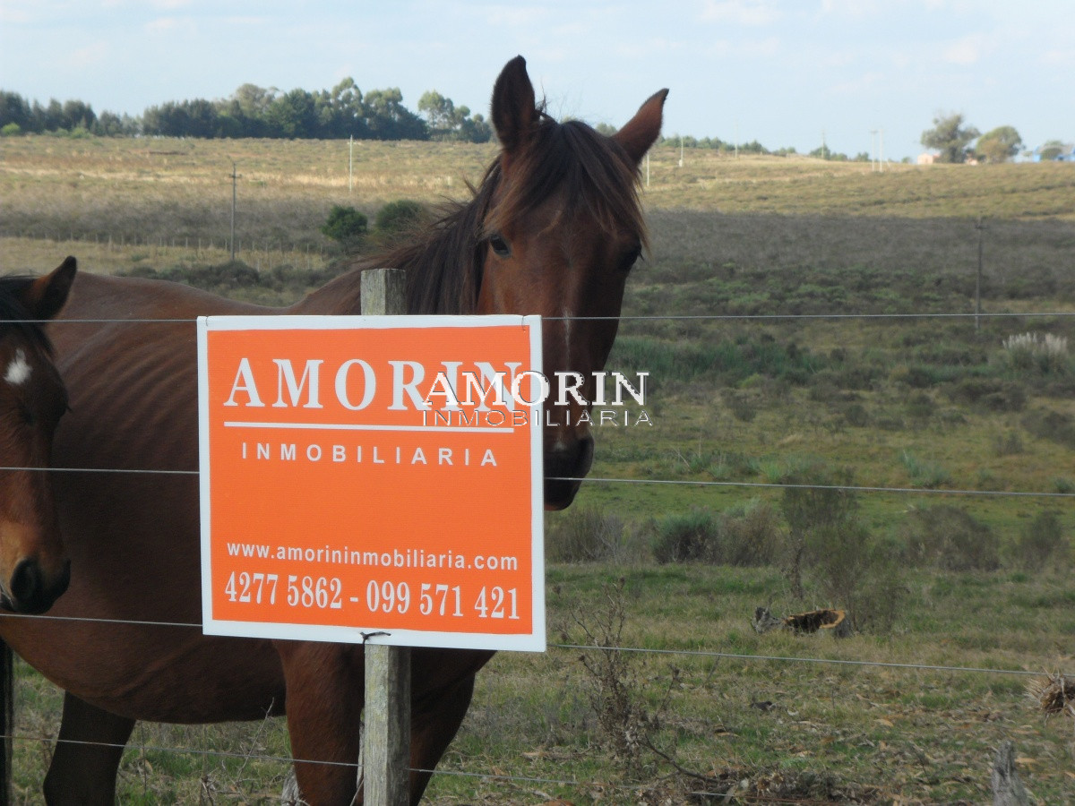 Campo Ref.599 - Campo en Jose Ignacio, 