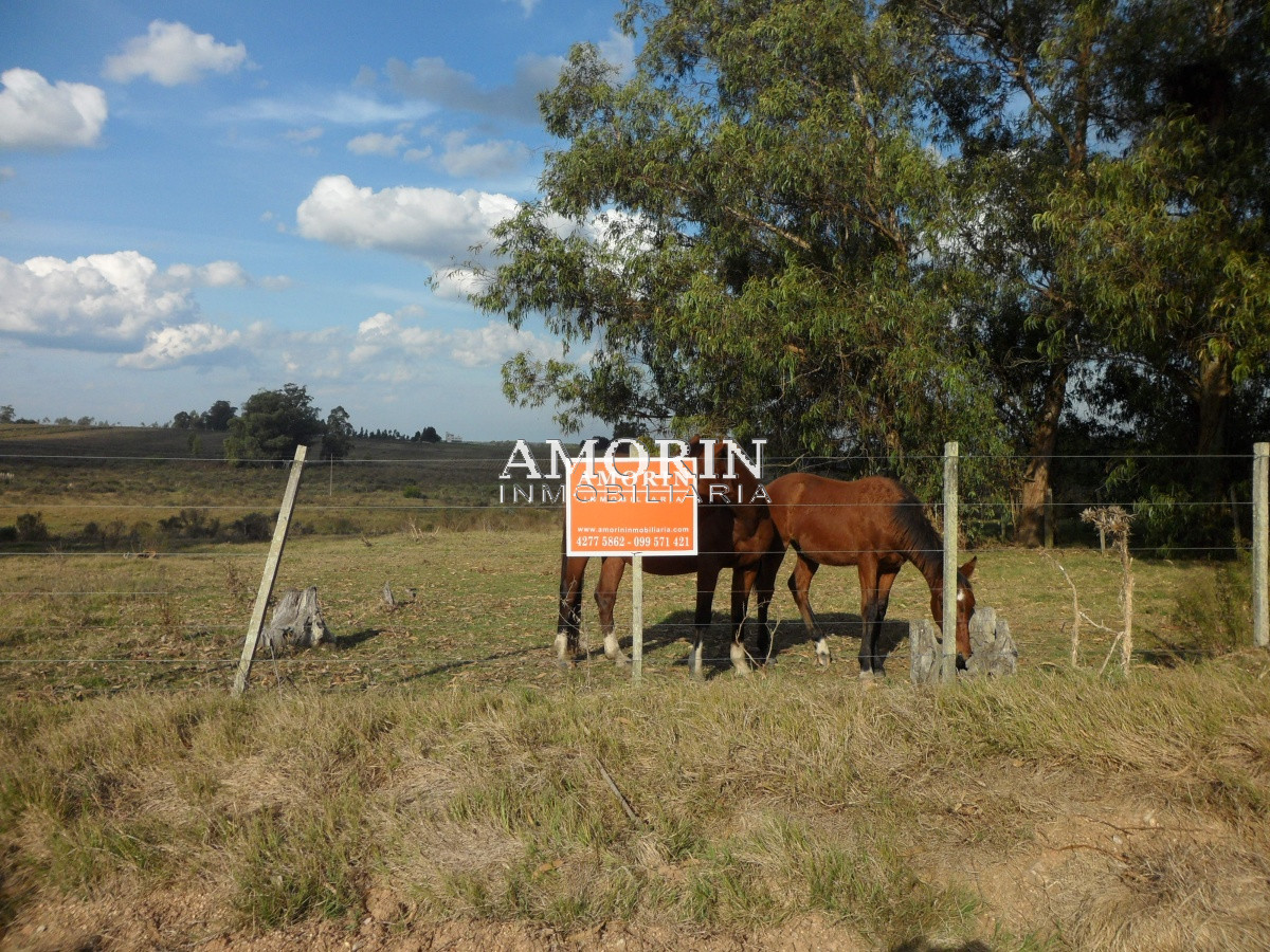 Campo Ref.599 - Campo en Jose Ignacio, 